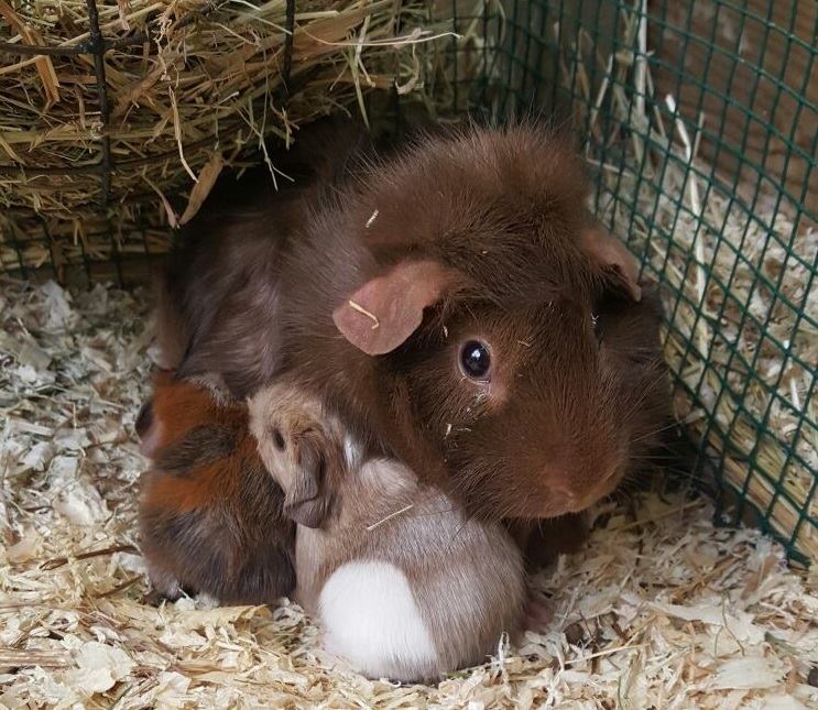 leer maandag Wat dan ook Dierenwinkel Breda bezoeken? - AVRI Bloem- en Tuincentrum