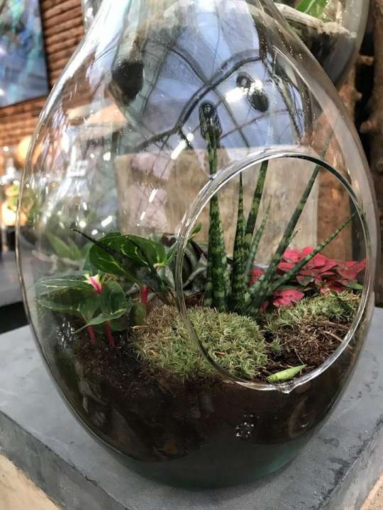 Originele kamerplanten Tilburg Originele kamerplanten Tilburg