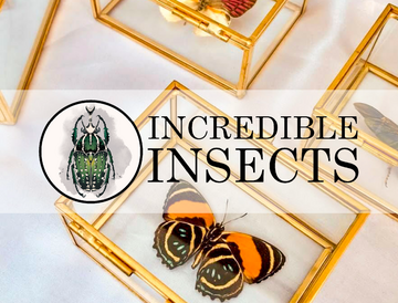 Incredible insects komt langs!