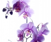 Orchideeëndag