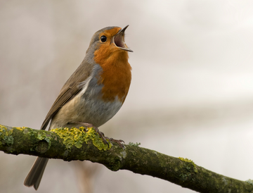 Vroege vogel korting