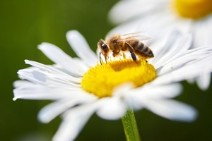 Maak van je tuin een bijenbuffet