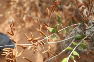 Reizen en de plantenziekte Xylella