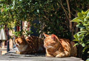 Schaduw en verkoeling in de tuin