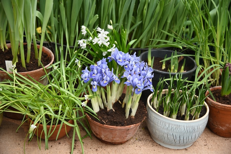 voor het planten van bloembollen - AVRI Bloem- en Tuincentrum