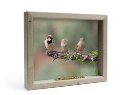 all seasons 3 mussen m 41x34cm groen