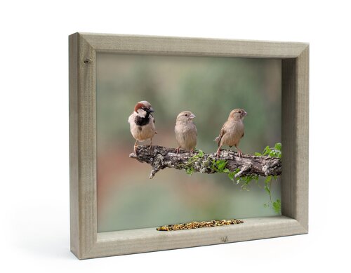 all seasons 3 mussen op tak m 41x34cm
