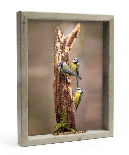 All Seasons 3 Pimpelmeesjes op stam 50x70CM