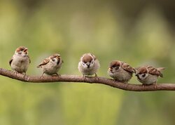 All Seasons 5 mussen op tak 70x50CM