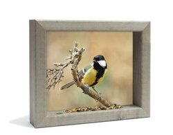 all seasons koolmees s 31x26cm