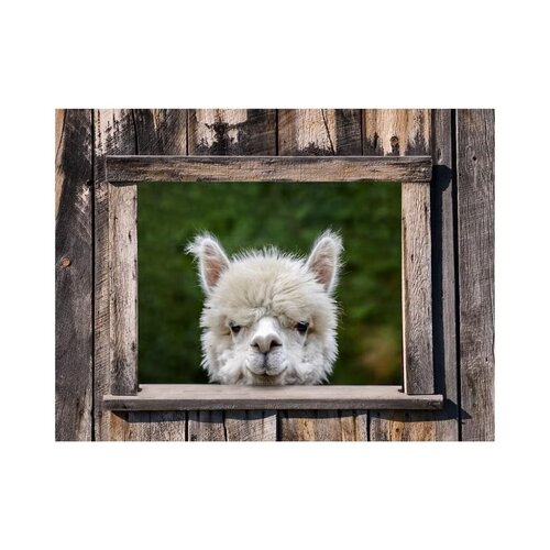 All seasons tp alpaca doorkijk 80x60cm