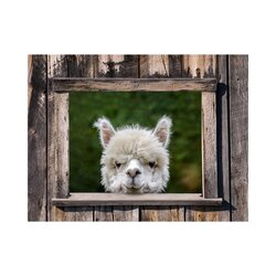 All seasons tp alpaca doorkijk 80x60cm