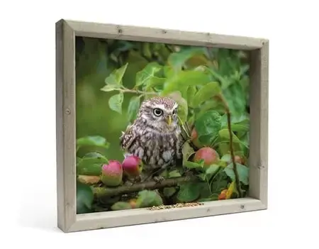 all seasons uil in appelboom l 51x42cm