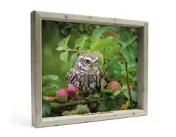 all seasons uil in appelboom l 51x42cm