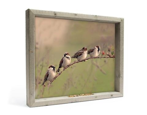 All seasons vh 4 mussen op tak l 51x42cm