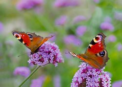 All Seasons Vlinders dagpauwoog 70x50CM