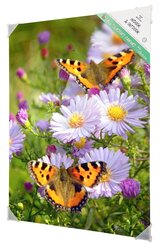 All seasons Vlinders op bloemen 50x70CM
