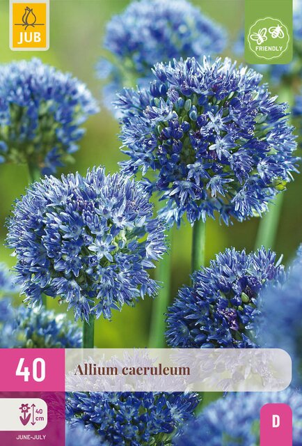 Allium caeruleum 40st - afbeelding 1