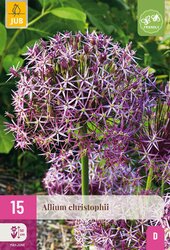 Allium christophii 15st - afbeelding 2