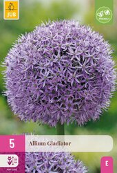 Allium gladiator 5st - afbeelding 1