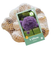 Allium gladiator 8st - afbeelding 2
