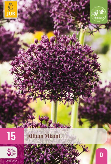 Allium miami 15st - afbeelding 1
