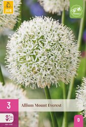 Allium mount everest 3st - afbeelding 2