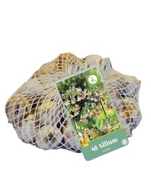 Allium (nect.) siculum 40st - afbeelding 2