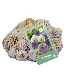 Allium paars-wit 40st - afbeelding 2