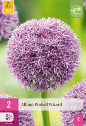 Allium pinball wizard 2st - afbeelding 2