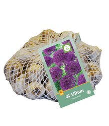 Allium purple rain 40st - afbeelding 1