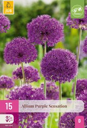 Allium purple sensation 15st - afbeelding 2
