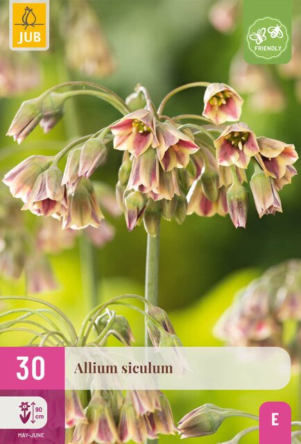 Allium siculum 30st - afbeelding 1