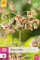 Allium siculum 30st - afbeelding 2