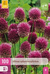 Allium sphaerocephalon 100st - afbeelding 2