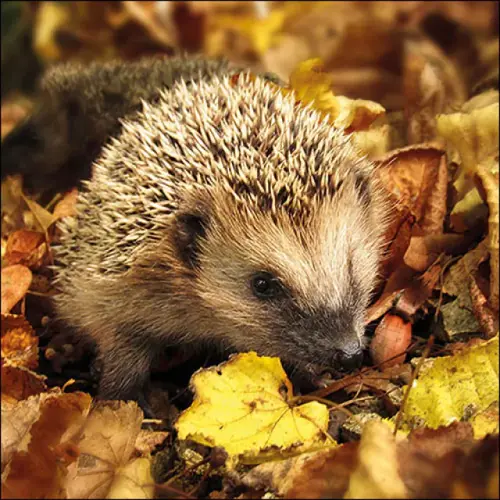 Ambiente Napkin 33 Hedgehog in the wild FSC Mix
