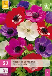 Anemone de caen mix 30st