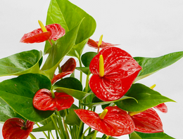 Anthurium