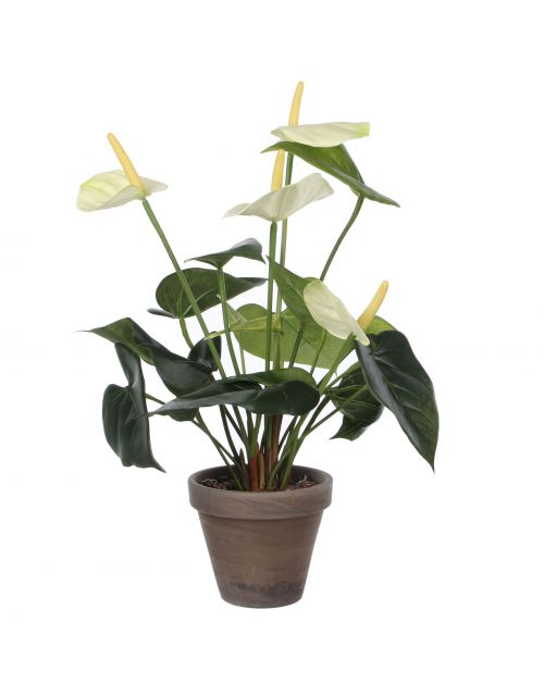 Anthurium wit in pot Stan grijs d11,5cm - h40xd30cm
