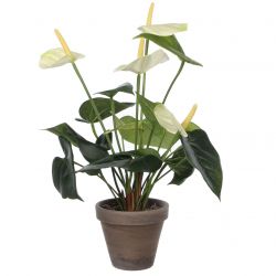 Anthurium wit in pot Stan grijs d11,5cm - h40xd30cm