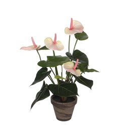 Mica Anthurium lich troze in pot Stan grijs