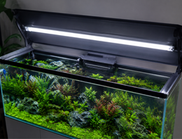 Aquarium verlichting