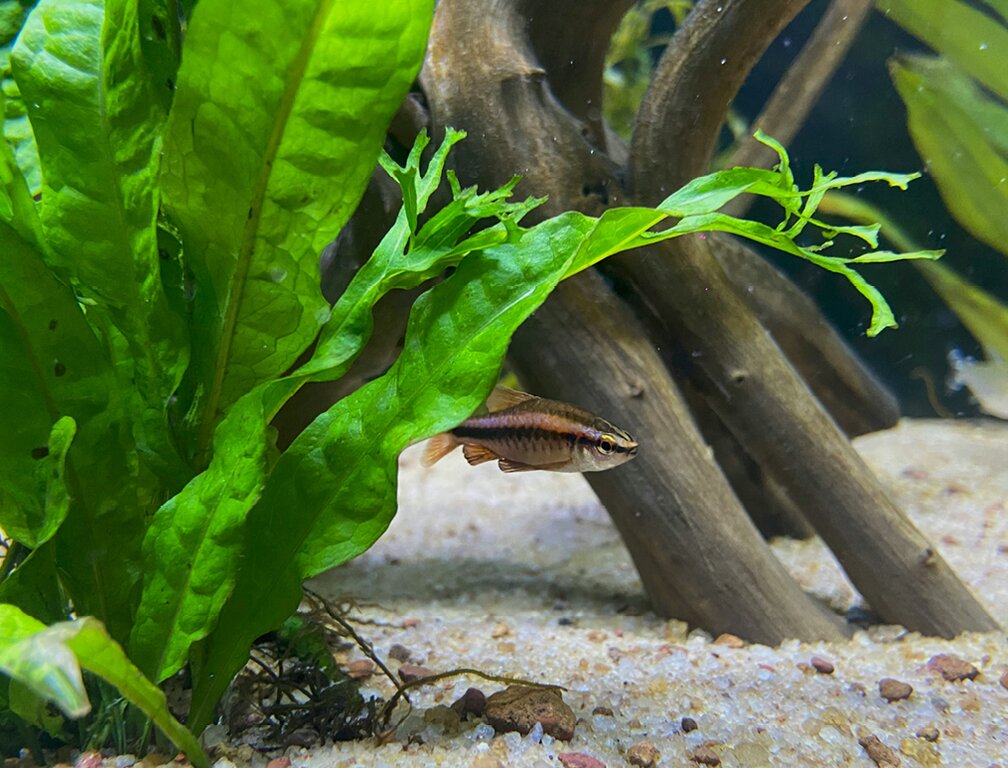 ettex gravel for aquarium, for aquarium landscapes in Roman style