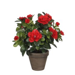 Mica Azalea rood in pot Stan grijs