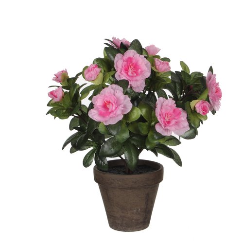 Mica Azalea roze in pot Stan grijs
