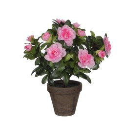 Mica Azalea roze in pot Stan grijs