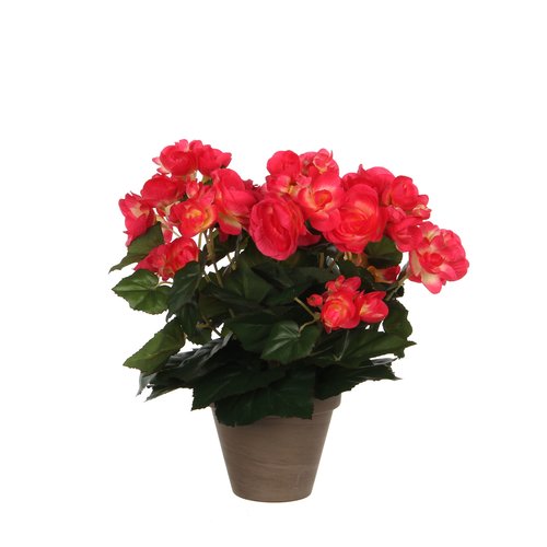 Mica Begonia donker roze in pot Stan grijs H30cm