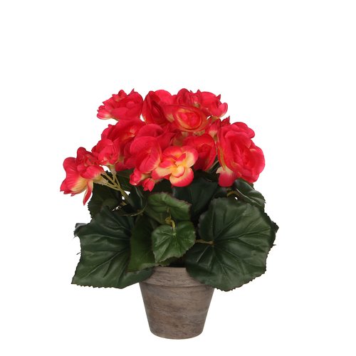 Mica Begonia donker roze in pot Stan grijs H25cm