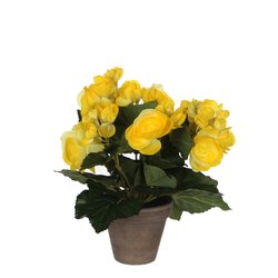 Mica Begonia geel in pot Stan grijs H25cm