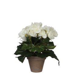 Mica Begonia wit in pot Stan grijs H25cm